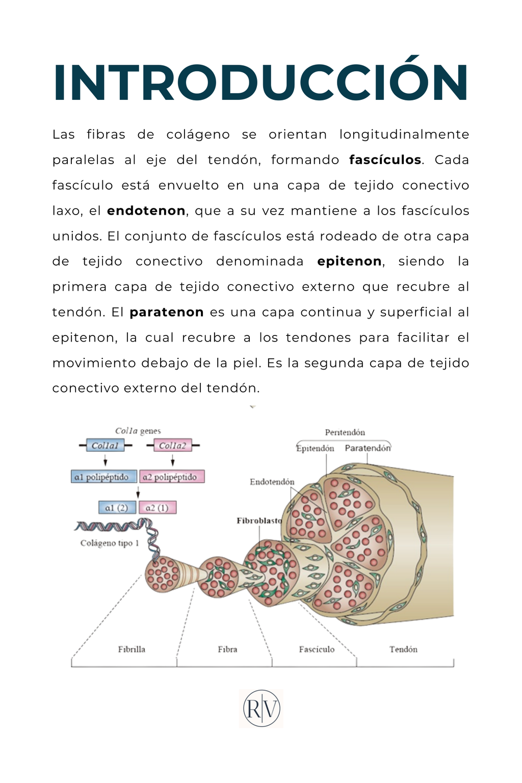 Aprende todo sobre tus tendones