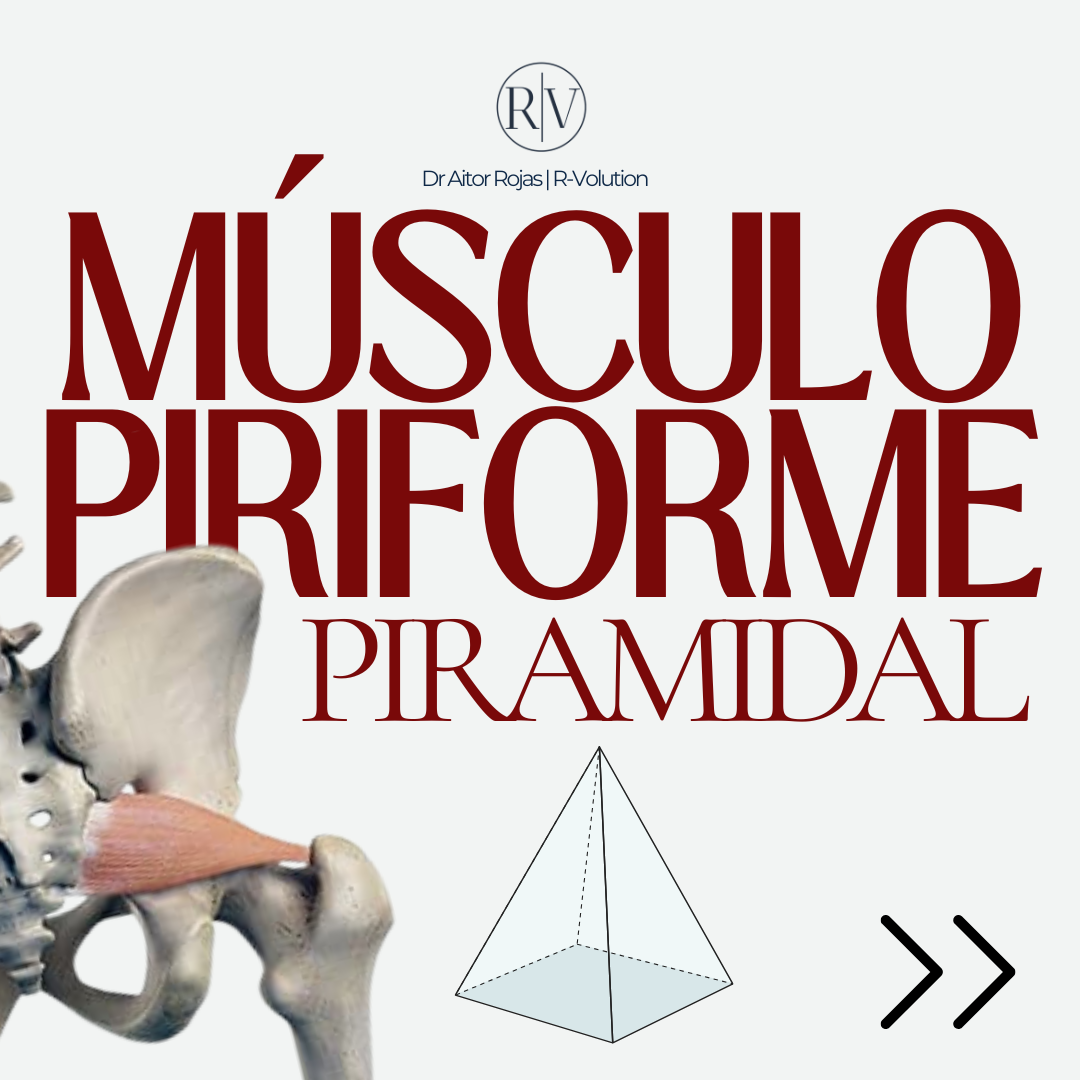 Músculo Piramidal